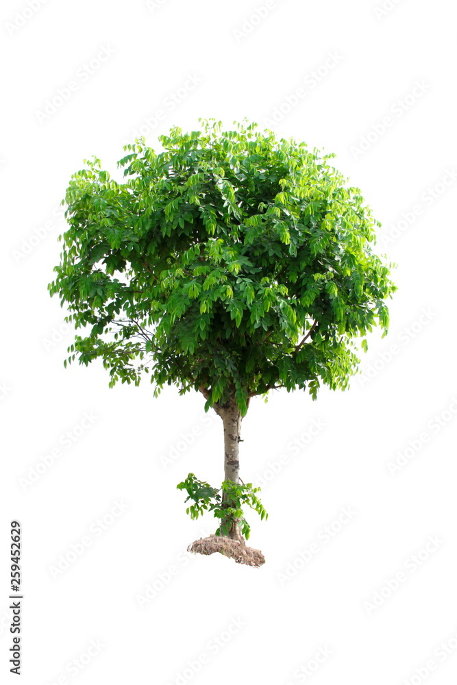 tree isolated on white background tree isolated on white background