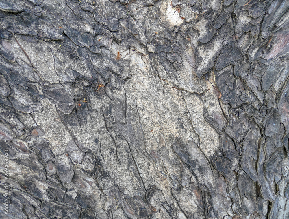 Full Frame Background of Tree Bark Texture Full Frame Background of Tree Bark Texture