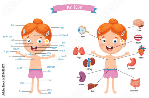 Vector Illustration Of Human Body