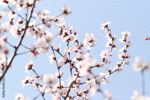 pink peach blossom in spring on blue sky background