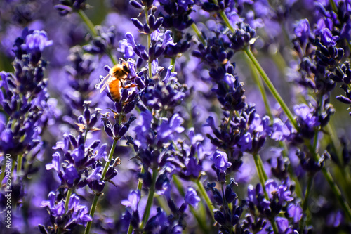 Fototapeta Naklejka Na Ścianę i Meble -  Bee on Lavender