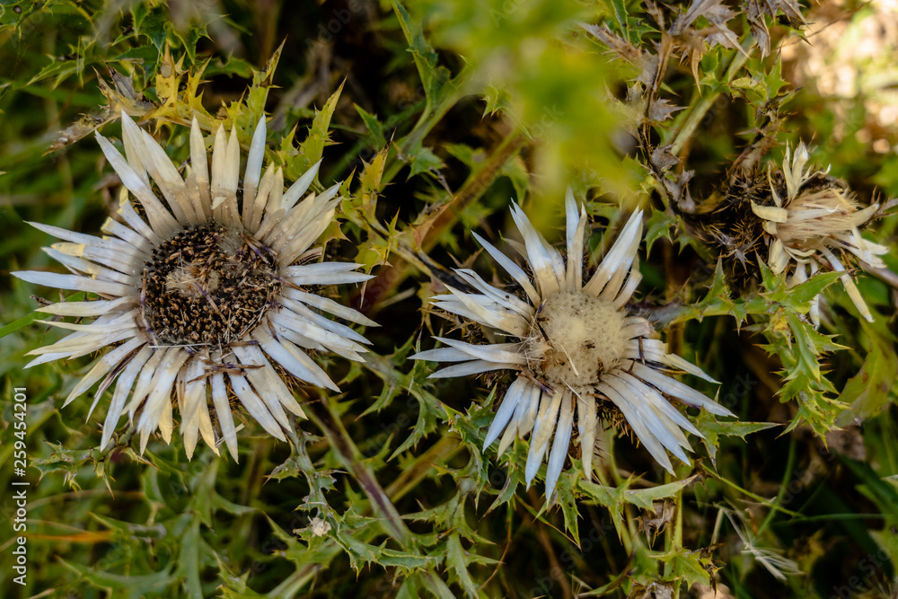 Weisse Bergblume, Distel in Andorra Weisse Bergblume, Distel in Andorra