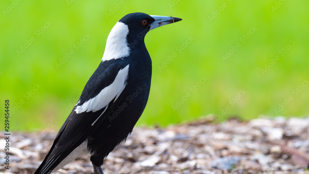 Australian Magpie Australian Magpie