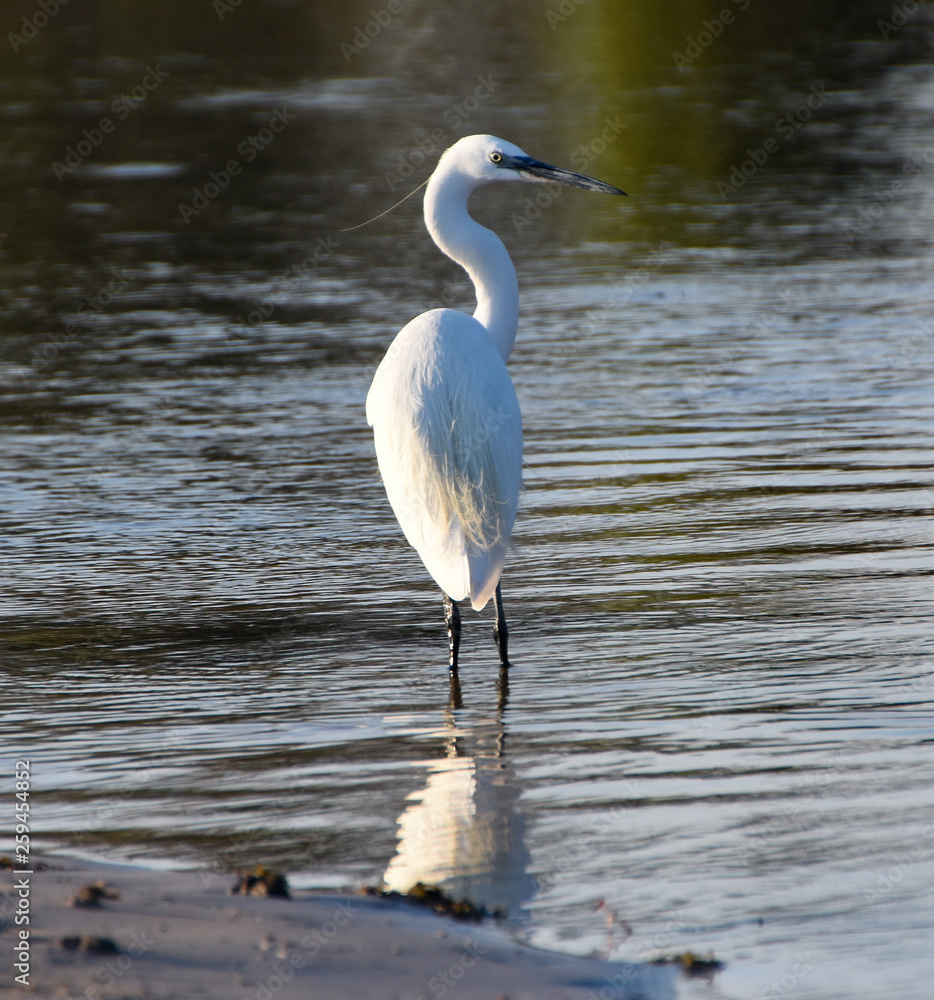 Little egret wading in the shallows