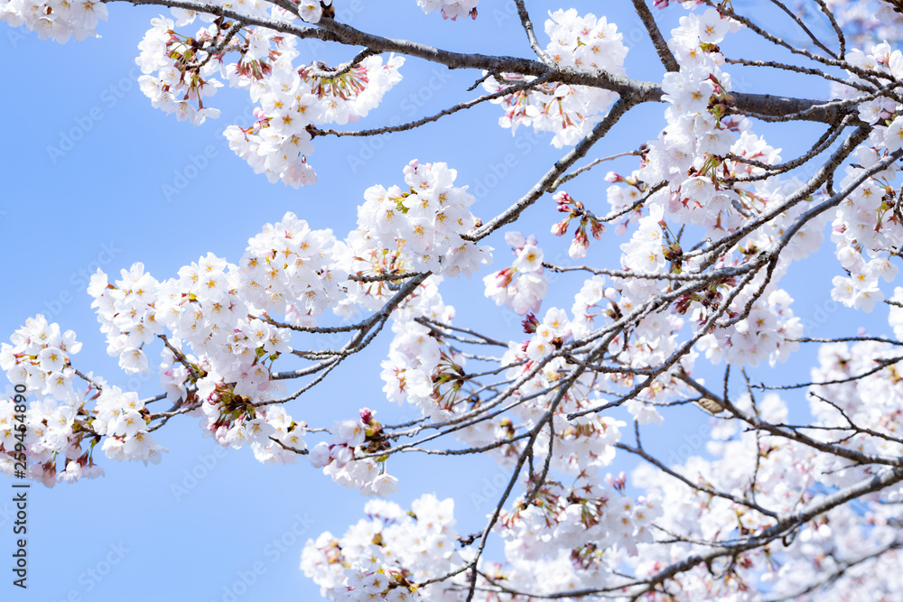 青空と桜