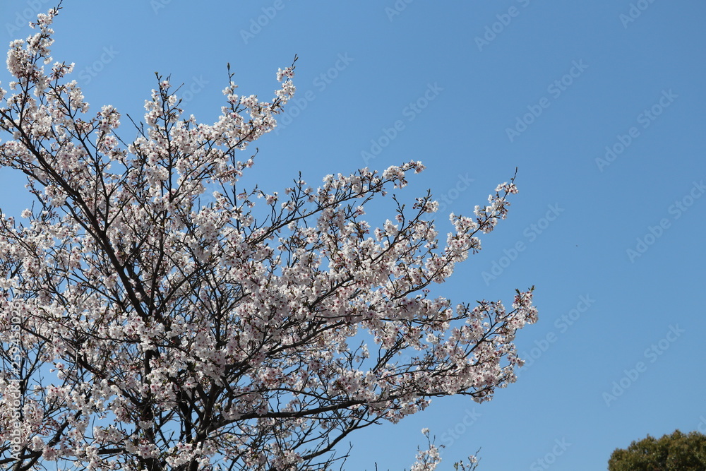 周南市文化会館桜のプロムナード