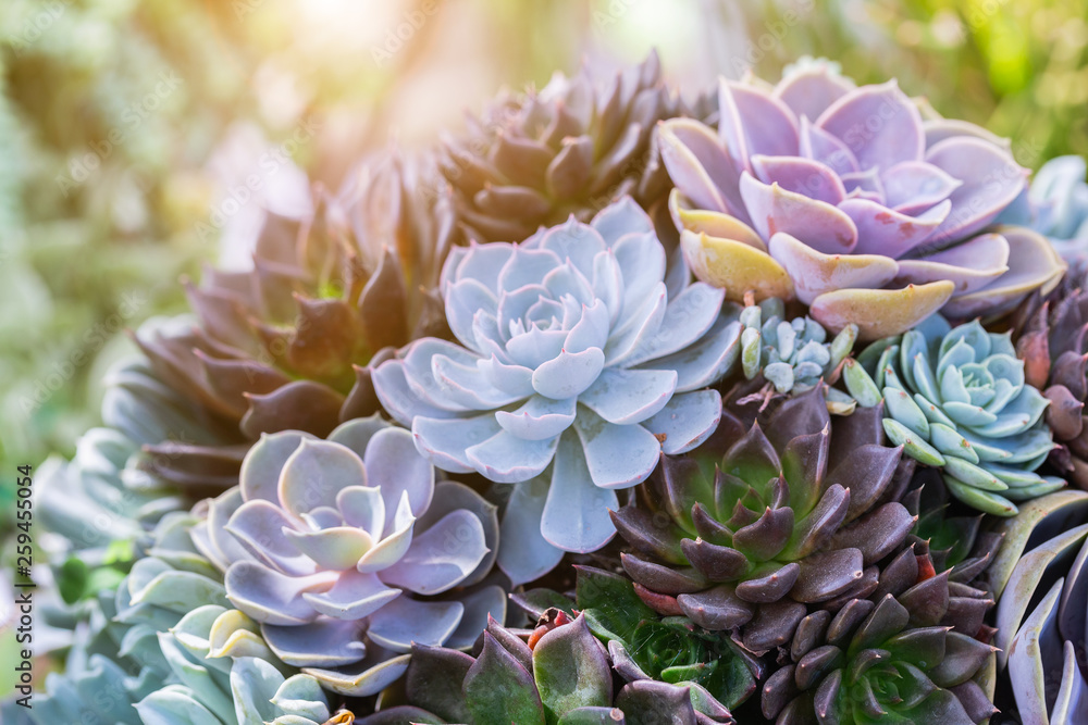 Succulents or cactus in desert botanical garden for decoration and agriculture design. Succulents or cactus in desert botanical garden for decoration and agriculture design.
