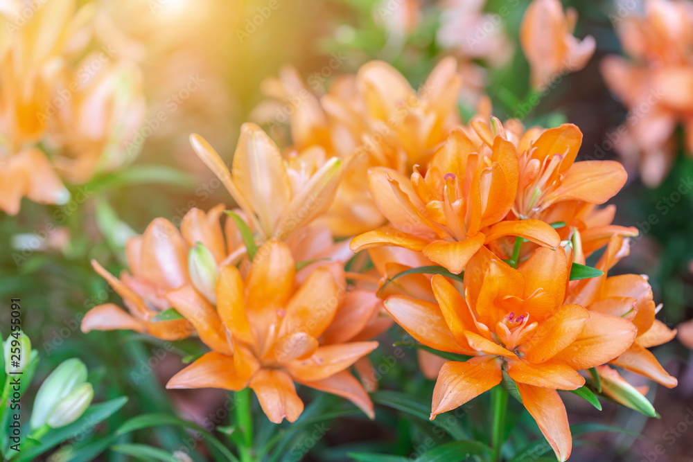 Fototapeta premium Orange flower and green leaf in garden at sunny summer or spring day for postcard beauty decoration and agriculture design.