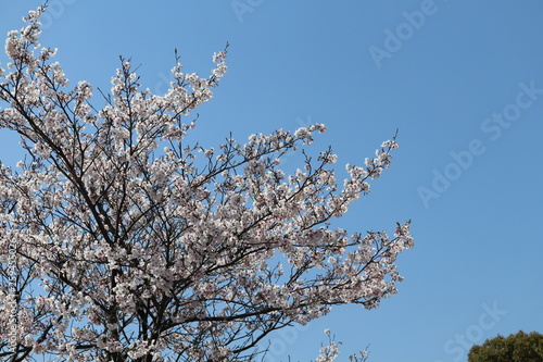 周南市文化会館桜のプロムナード