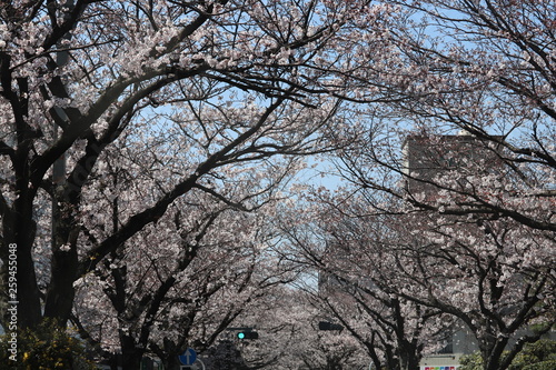 周南市文化会館桜のプロムナード