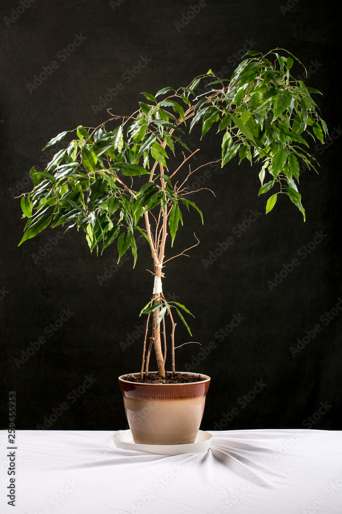 Houseplant in a pot on a table against a dark background Houseplant in a pot on a table against a dark background