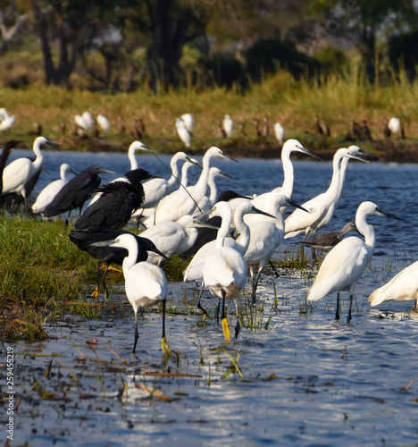 Egrets and herons gathered on the rivers edge in the Okavango Delta