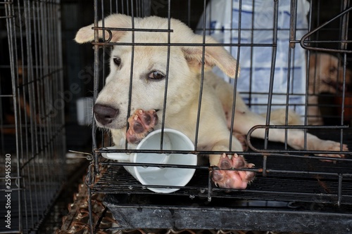 A homeless dog in the cage.  © Pimonpan