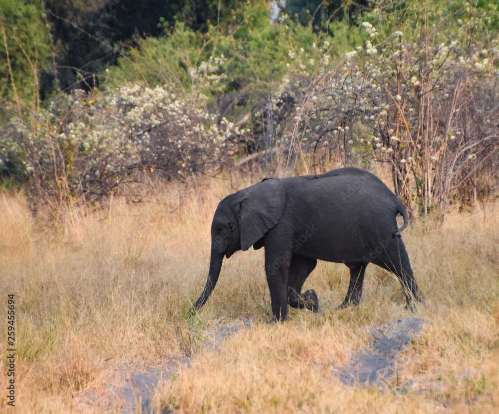 Fototapeta premium Young elephant calf ambling after his mother