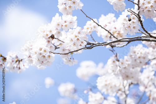 青空と桜