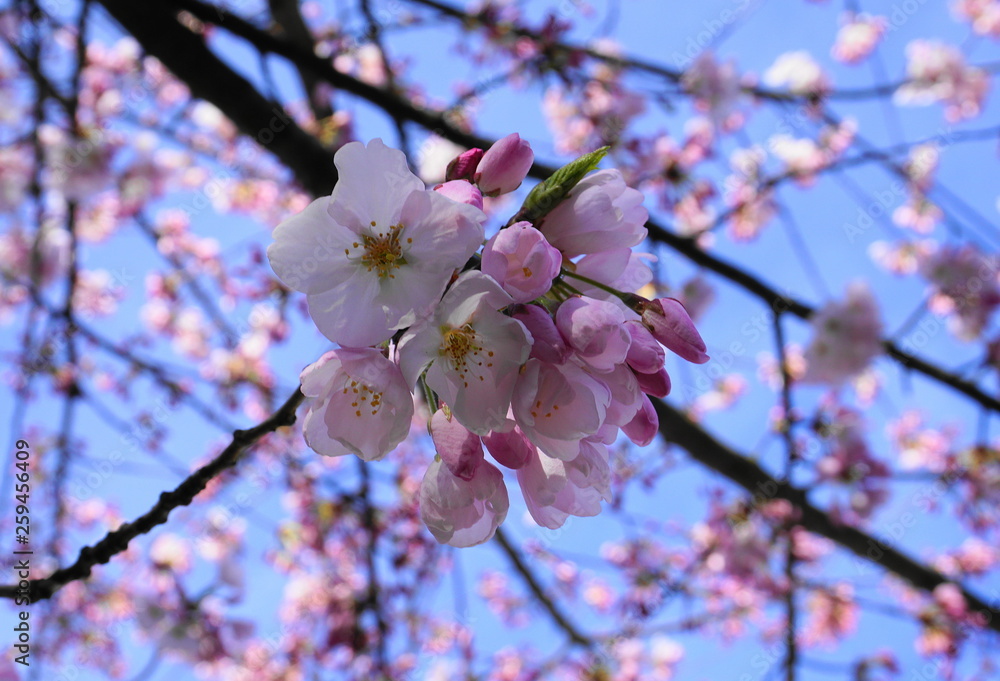 Fototapeta premium Delicate and beautiful cherry blossom on blue background. Sakura blossom. Japanese cherry blossom.