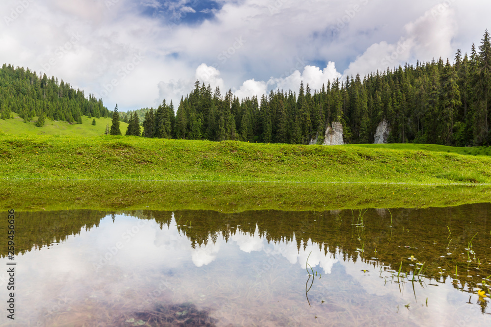 Fototapeta premium Beautiful meadow in the mountains in summer, on a bright day