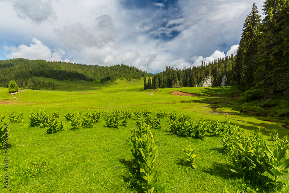 Obraz premium Beautiful meadow in the mountains in summer, on a bright day