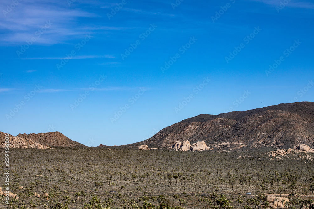 ジョシュア・ツリー国立公園 Stock Photo Adobe Stock