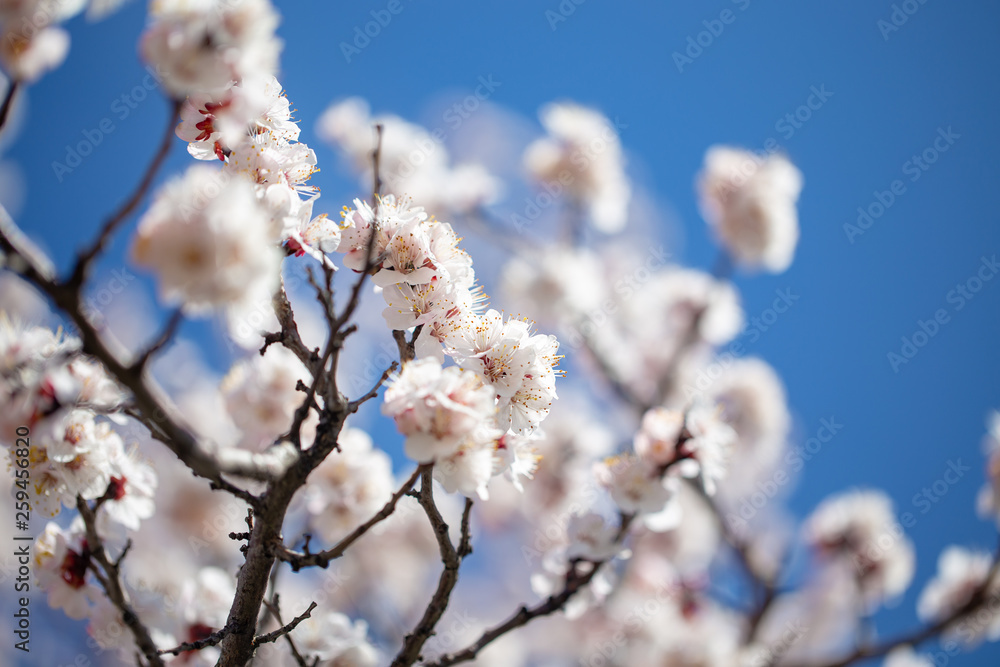 Spring flowers. Branches of flowering apricot against the blue sky. White blossom. Spring background. Spring flowers. Branches of flowering apricot against the blue sky. White blossom. Spring background.