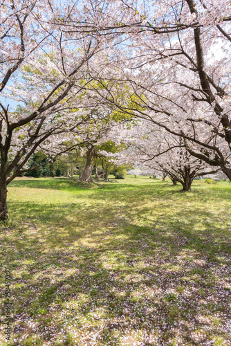 桜のアーチ