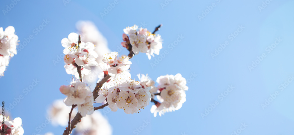 Spring flowers. Branches of flowering apricot against the blue sky. White blossom. Spring background. Spring flowers. Branches of flowering apricot against the blue sky. White blossom. Spring background.