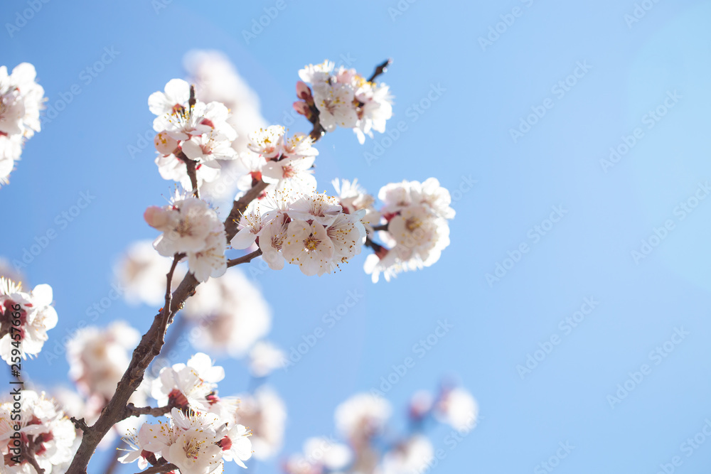 Spring flowers. Branches of flowering apricot against the blue sky. White blossom. Spring background. Spring flowers. Branches of flowering apricot against the blue sky. White blossom. Spring background.