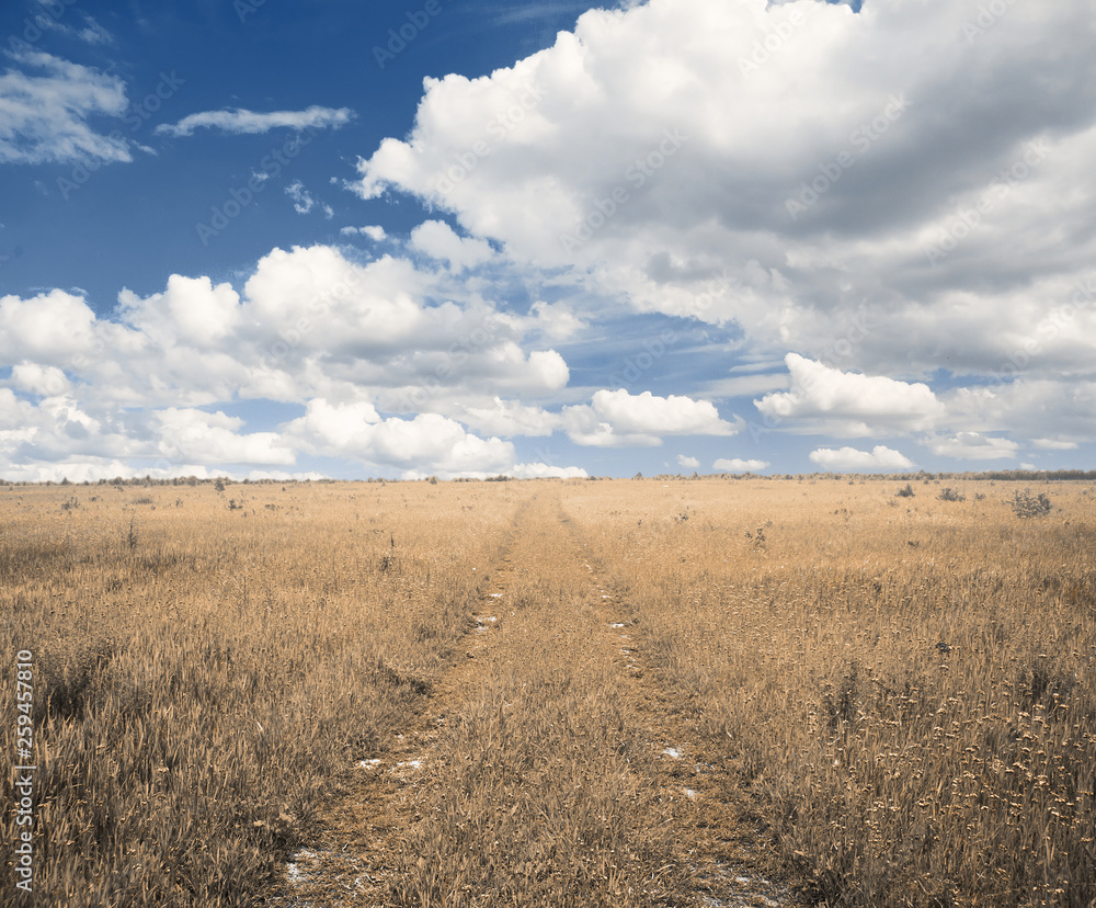 Fototapeta premium road in the fields