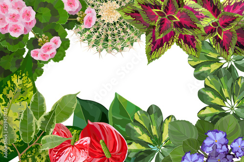 Various types of houseplant flowers background top view photo