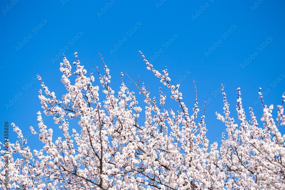 Spring flowers. Branches of flowering apricot against the blue sky. White blossom. Spring background. Spring flowers. Branches of flowering apricot against the blue sky. White blossom. Spring background.