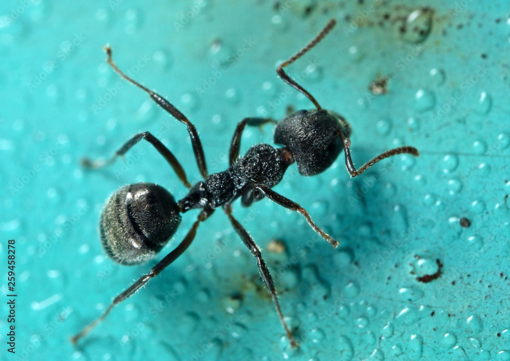 Macro Photo of Black Garden Ant on Turquoise Floor Macro Photo of Black Garden Ant on Turquoise Floor