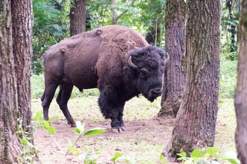 Wild American Buffalo