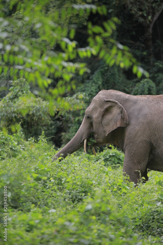 Obraz premium elephant in forest