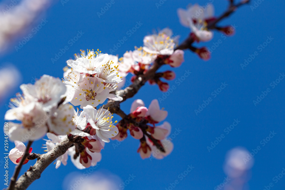 Spring flowers. Branches of flowering apricot against the blue sky. White blossom. Spring background. Spring flowers. Branches of flowering apricot against the blue sky. White blossom. Spring background.
