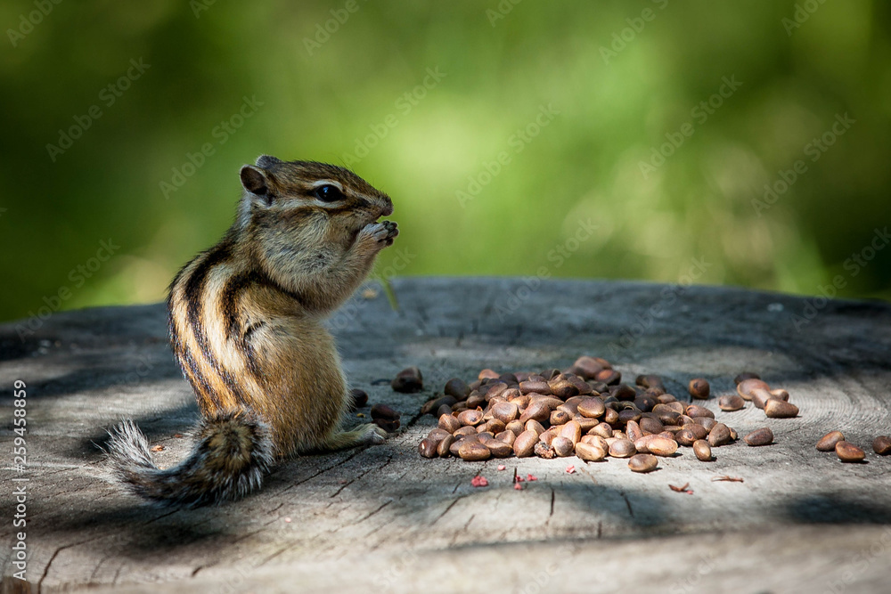 Obraz premium Chipmunk