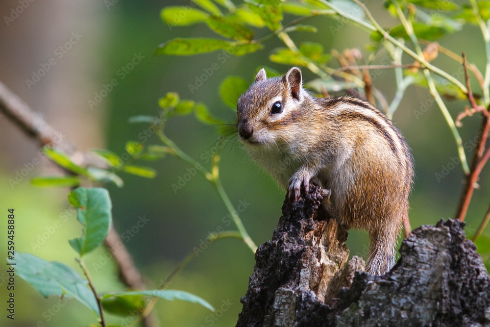 Obraz premium Chipmunk