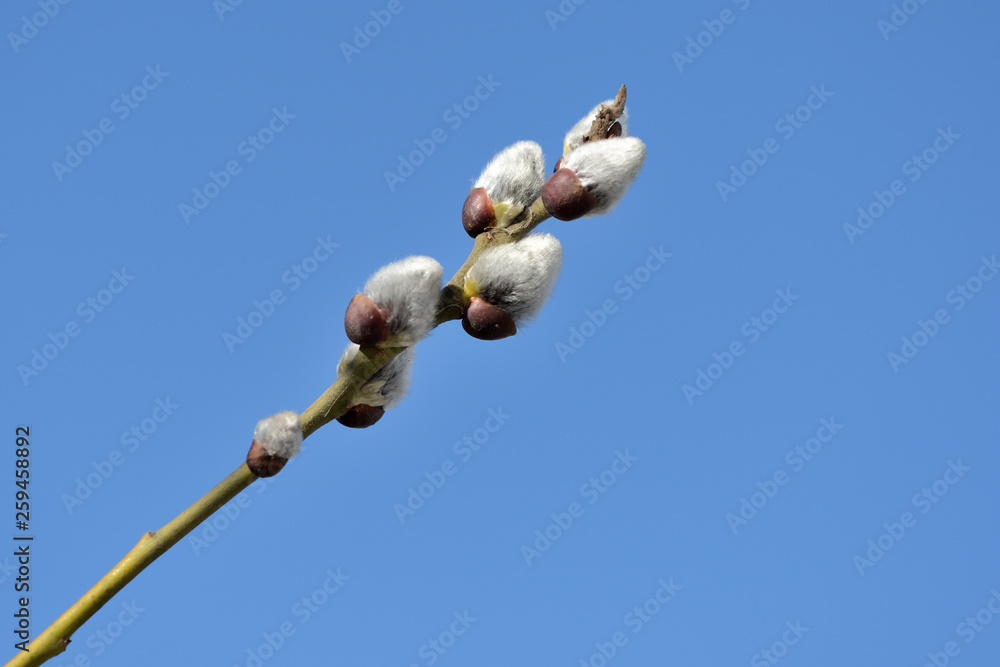 Branch of pussy-willow on background of blue sky close up Branch of pussy-willow on background of blue sky close up