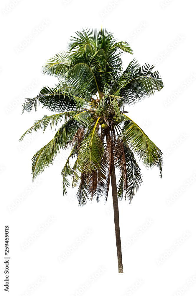 Isolated coconut trees on a white background with clipping path.