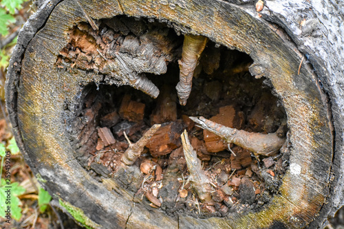 Tree log