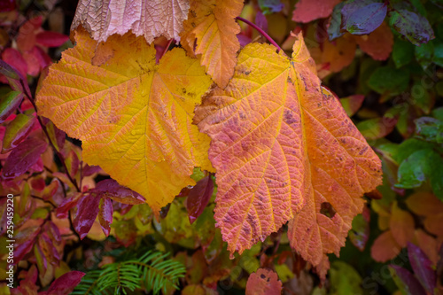 autumn leaves background