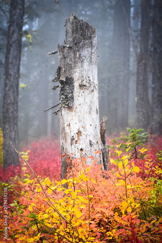 tree in autumn