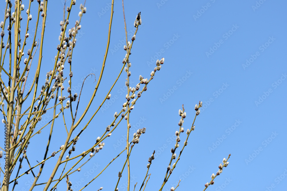 Bush of pussy-willow on background of blue sky Bush of pussy-willow on background of blue sky