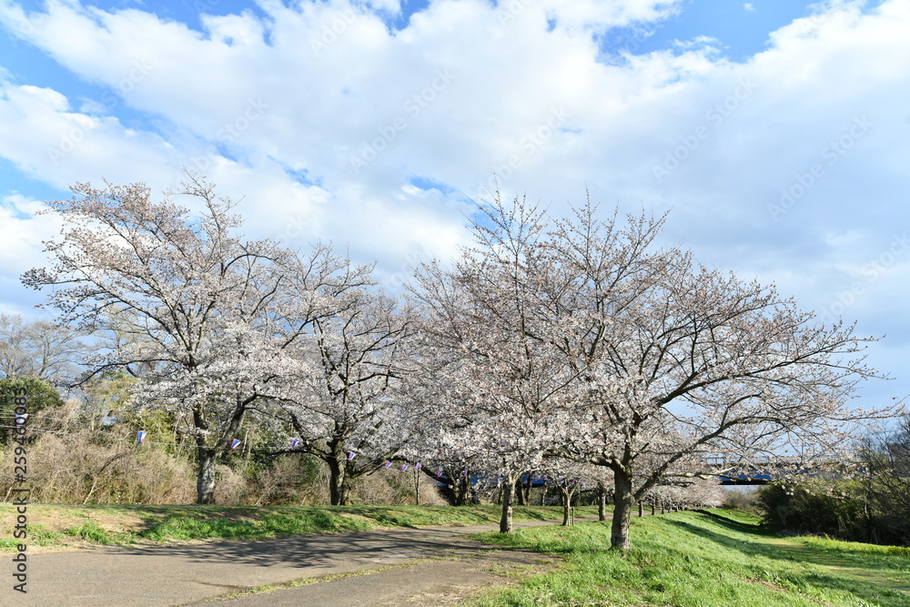 桜の花 桜の花