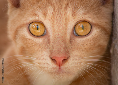 A closeup portrait of a cat