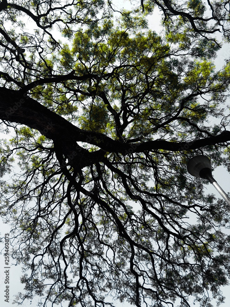 Fototapeta premium Raíces