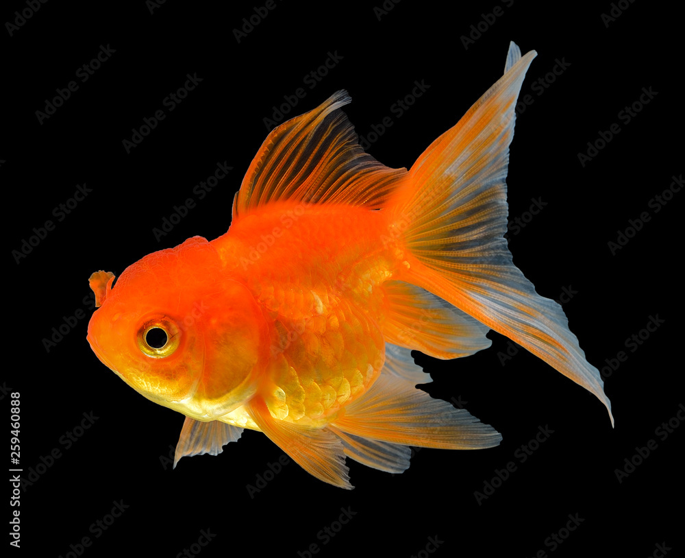 gold fish isolated on black background