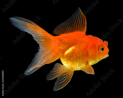 gold fish isolated on black background