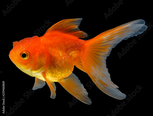 gold fish isolated on black background