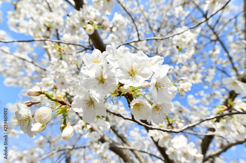 大島桜