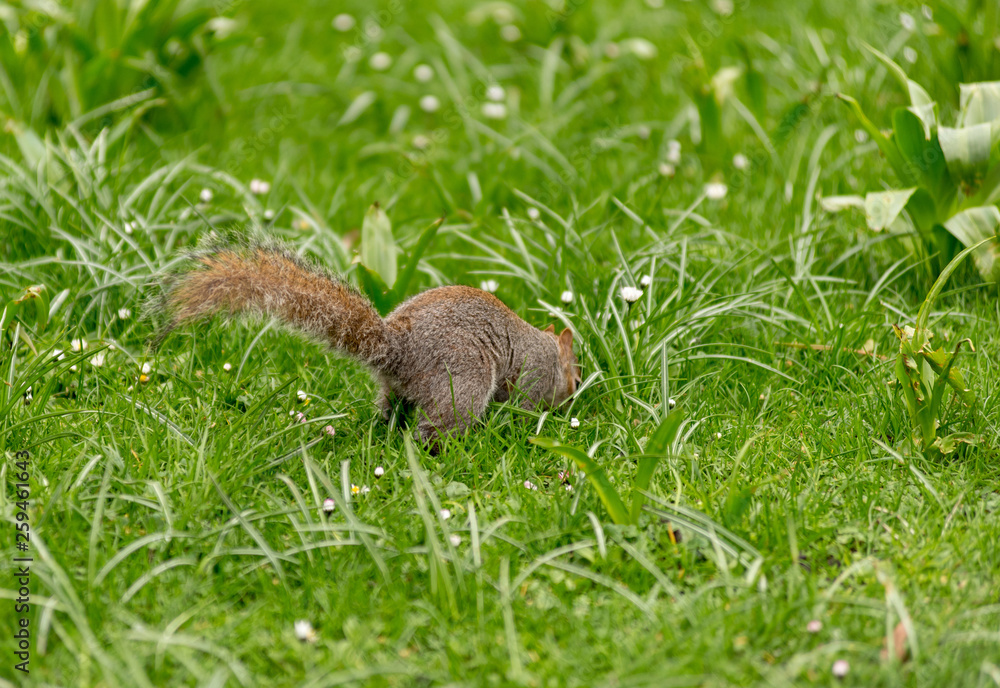 Playful grey squirrel Playful grey squirrel